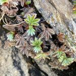 Potentilla nivalis Levél