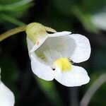 Pinguicula alpina Flor