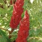 Rhus typhina Gyümölcs