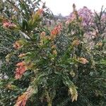 Acacia paradoxa Leaf