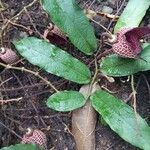 Aristolochia maxima Habit