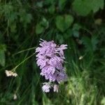 Neotinea tridentata Flower