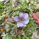 Geranium richardsonii Fiore