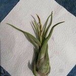 Tillandsia paucifolia 葉