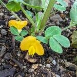 Arachis hypogaea 花