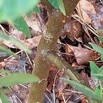 Correa decumbens Corteccia