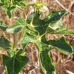 Solanum linnaeanum Ліст