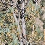 Pinus monophylla Bark