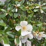 Eucryphia cordifolia