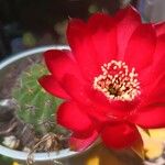 Gymnocalycium baldianumFlower