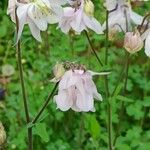 Aquilegia vulgarisBloem