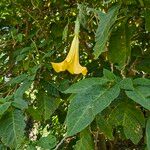 Brugmansia × candida Blomma