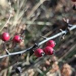 Crataegus laciniata Frukt