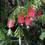 Callistemon viminalis Flower