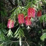 Callistemon viminalis Blomst