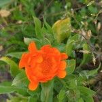 Calendula stellataКветка