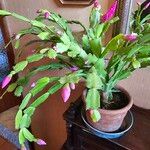 Schlumbergera truncata पत्ता