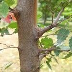 Zelkova sicula Kôra