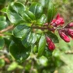 Escallonia rubra 葉