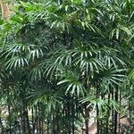 Rhapis humilis Yaprak