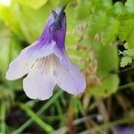 Pinguicula corsica