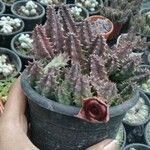 Huernia macrocarpa Lapas