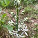 Ornithogalum narbonense Flor