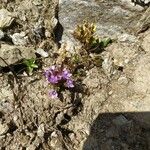 Gentianella ramosa Λουλούδι