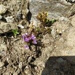 Gentianella ramosa Flor