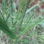 Carex vesicaria Leaf