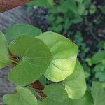 Dioscorea tokoro 葉