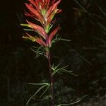 Castilleja crista-galli Flower