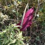 Dracunculus vulgaris फूल