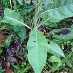 Verbascum thapsus Feuille