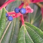 Viburnum davidiFruit