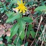 Hieracium sabaudum Leaf