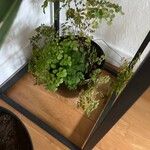 Adiantum capillus-veneris Hoja