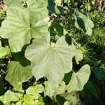 Malva parviflora Frunză