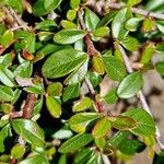 Cotoneaster dammeri Folha