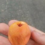 Passiflora caerulea 果實