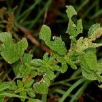 Amaranthus polygonoides Habitat