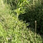 Eupatorium capillifolium Blatt