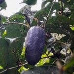 Dacryodes edulis Fruit