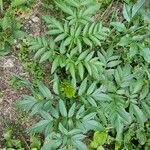 Angelica razulii Leaf