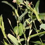 Calopogonium mucunoides Fruit