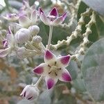 Calotropis procera Fleur
