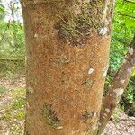 Acer pseudoplatanus 樹皮