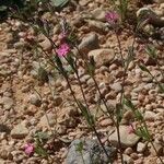 Silene muscipula Mosusu