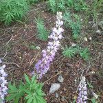 Lupinus sericeus Yeri