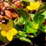 Lysimachia nemorum Кветка